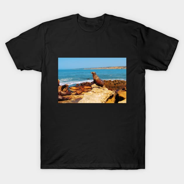 San Diego La Jolla Cove Sea Lions California USA Photography T-Shirt by BoogieCreates